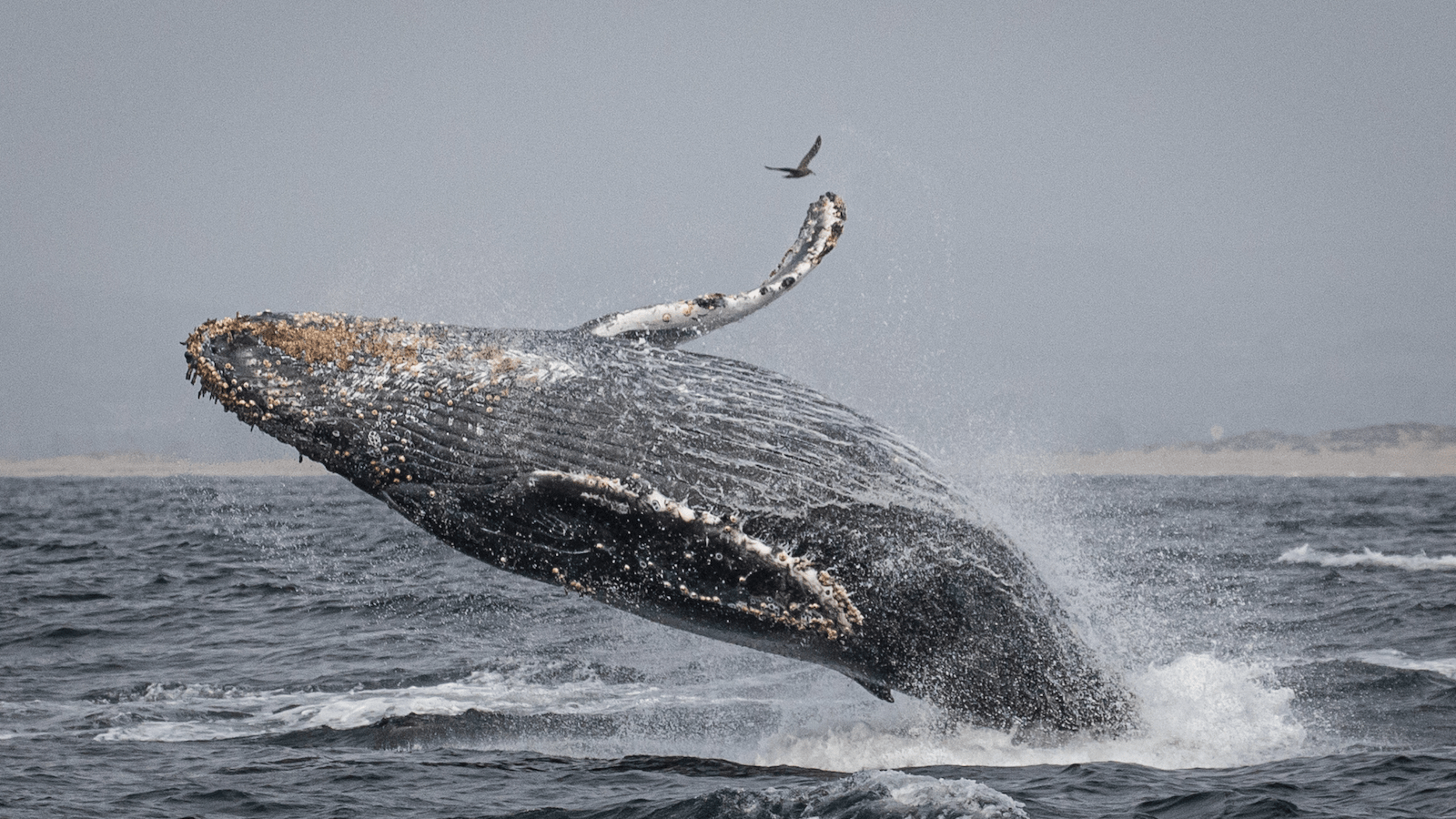 do_whale watching_breaching humpback _800x450_Daniel Bianchetta _ Monterey Bay Whale Watch