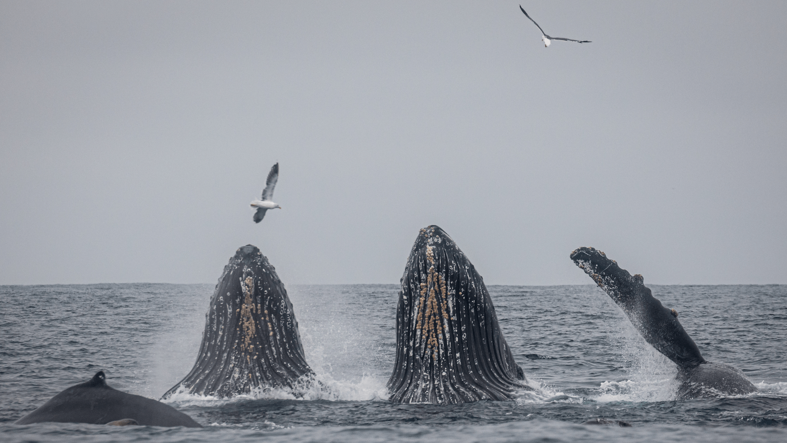 do_whale watching_humbacks _800x450_Daniel Bianchetta _ Monterey Bay Whale Watch