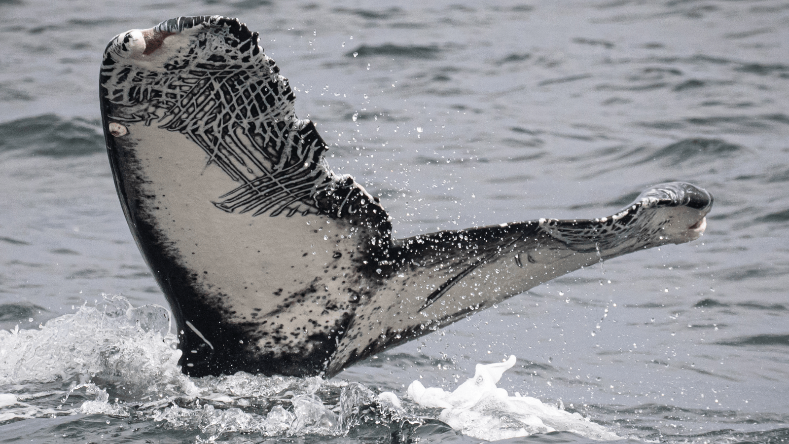 do_whale watching_humpback tail _800x450_Daniel Bianchetta _ Monterey Bay Whale Watch