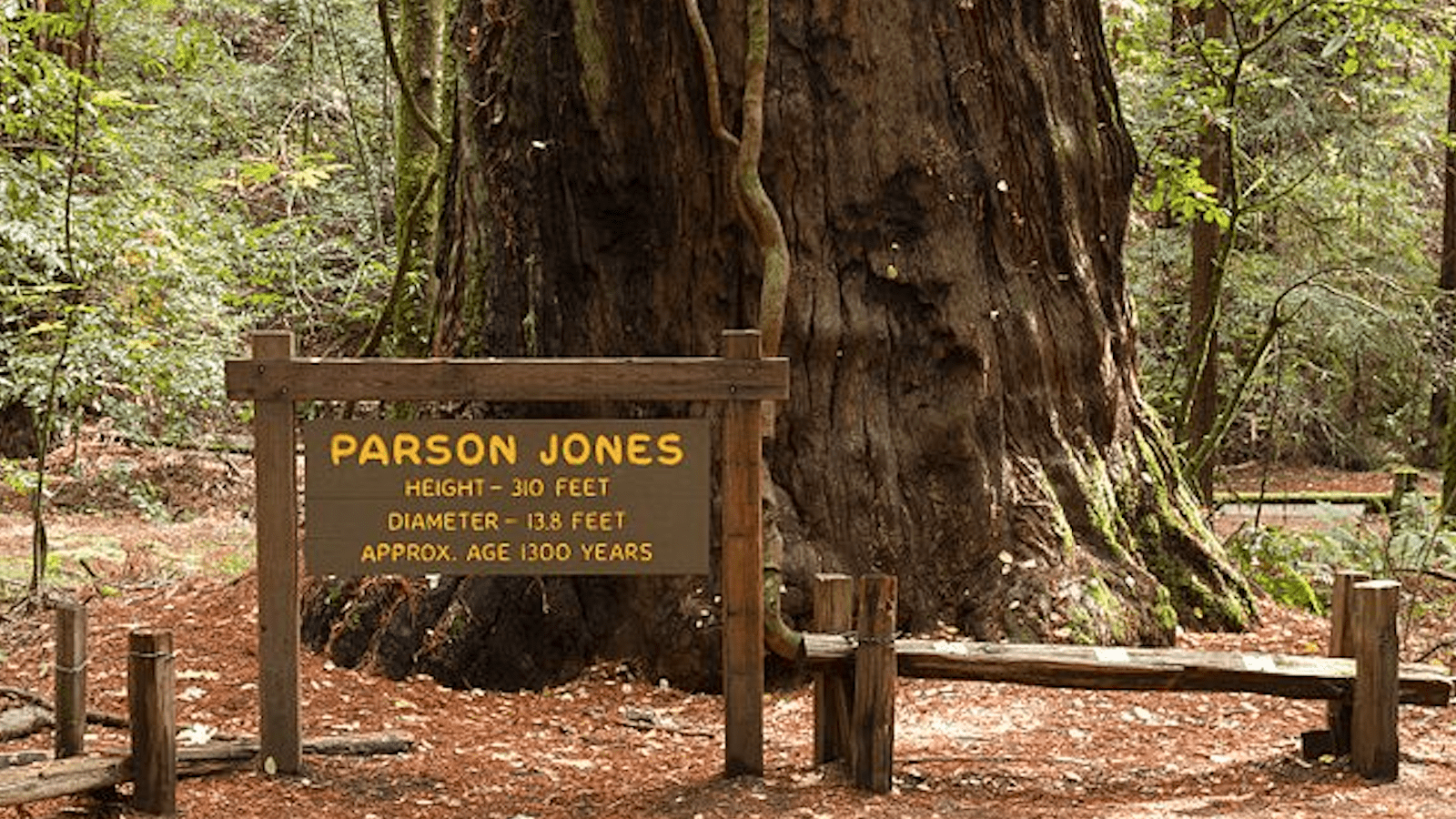 Armstrong_Redwoods_State_Natural_Reserve_wine country summer adventures_800x450_Frank Schulenburg