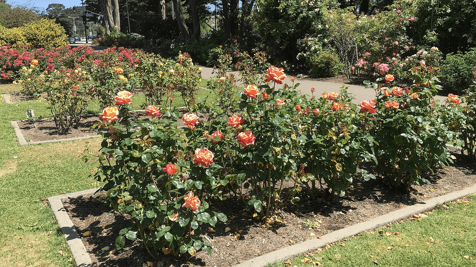 golden gate park rose garden_norcal wildflowers_800x450_FASTILY