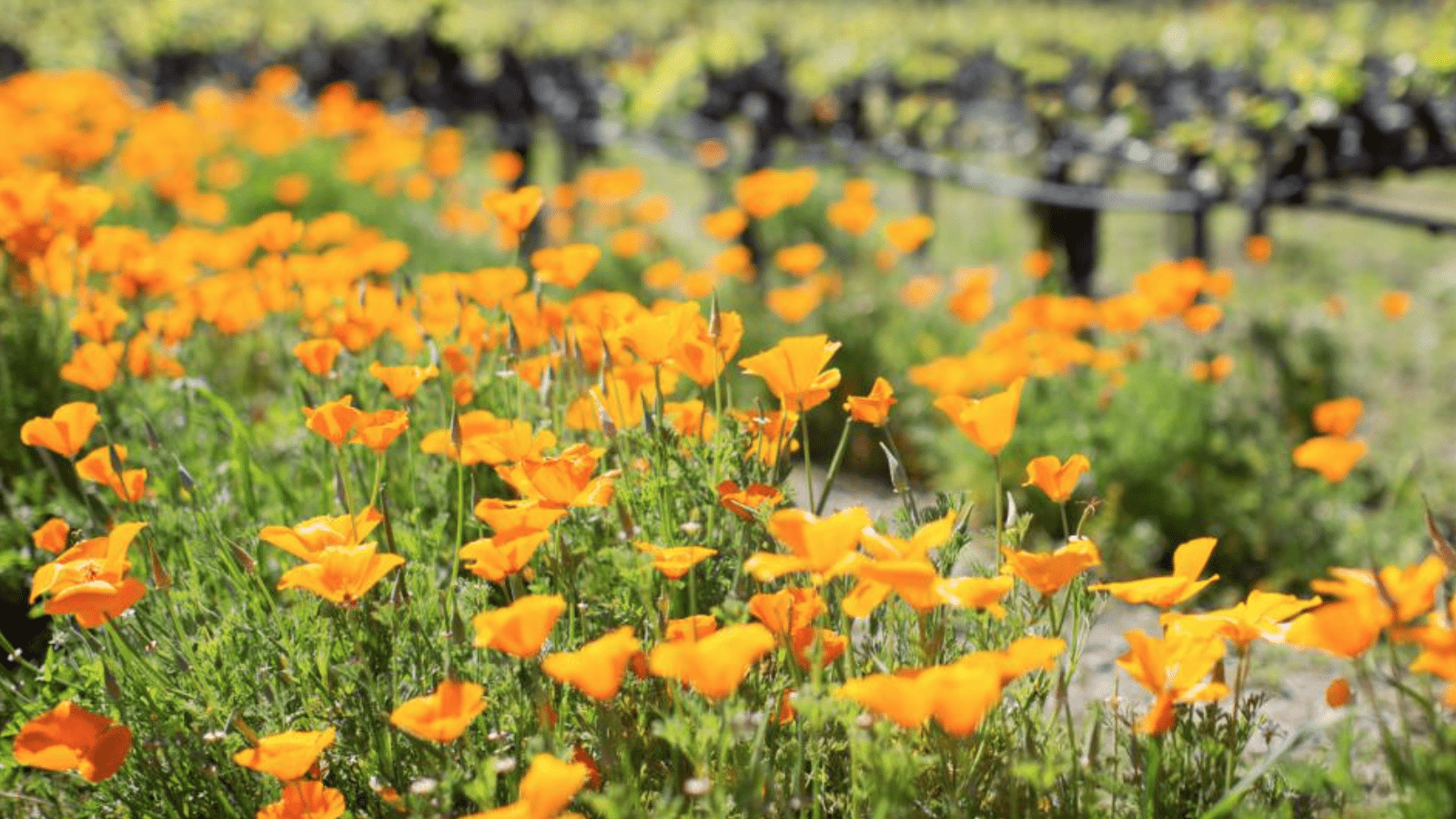napa valley poppies_norcal wildflowers_800x450_visit napa valley