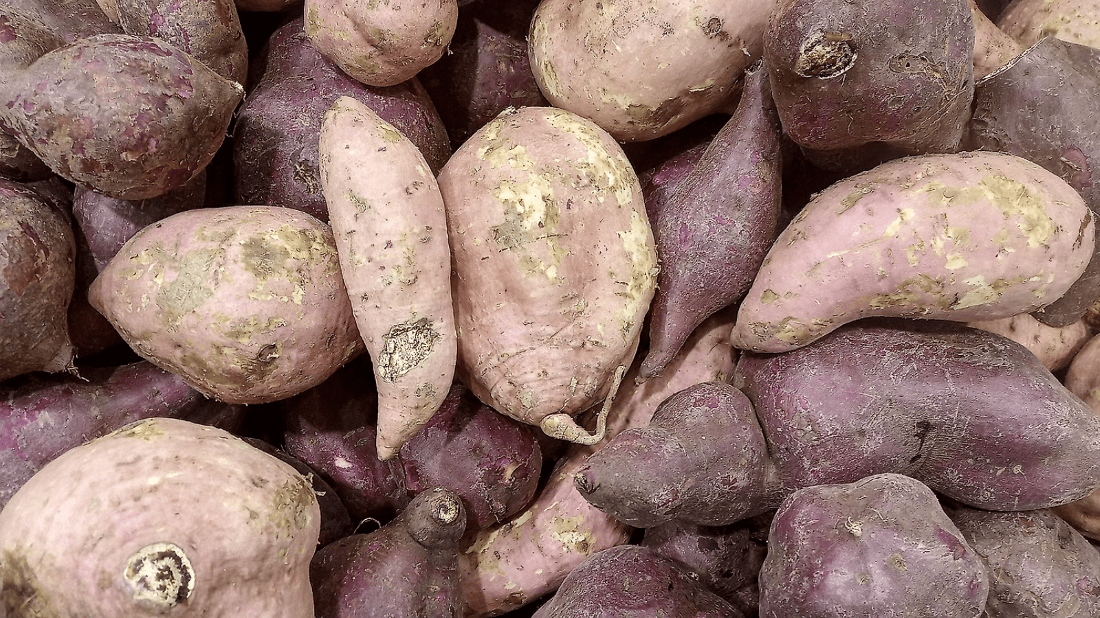 potatoes_bay area_sweet potato_800x450_filo gen
