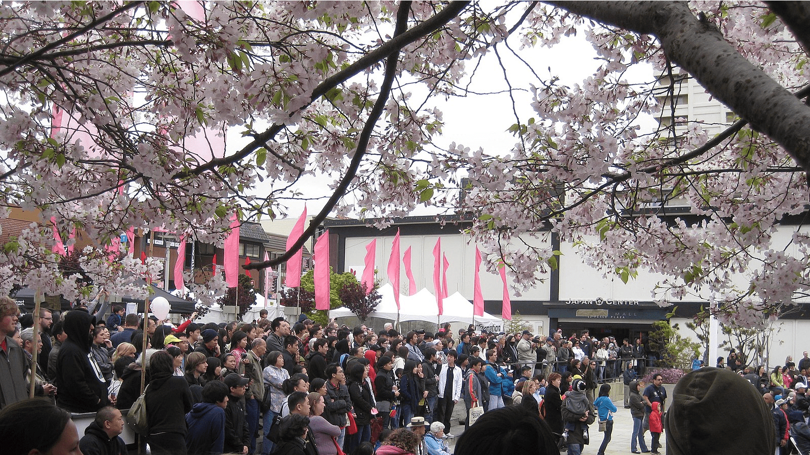 sf cherry blossom festival_bay area_800x450_Michael Ocampo