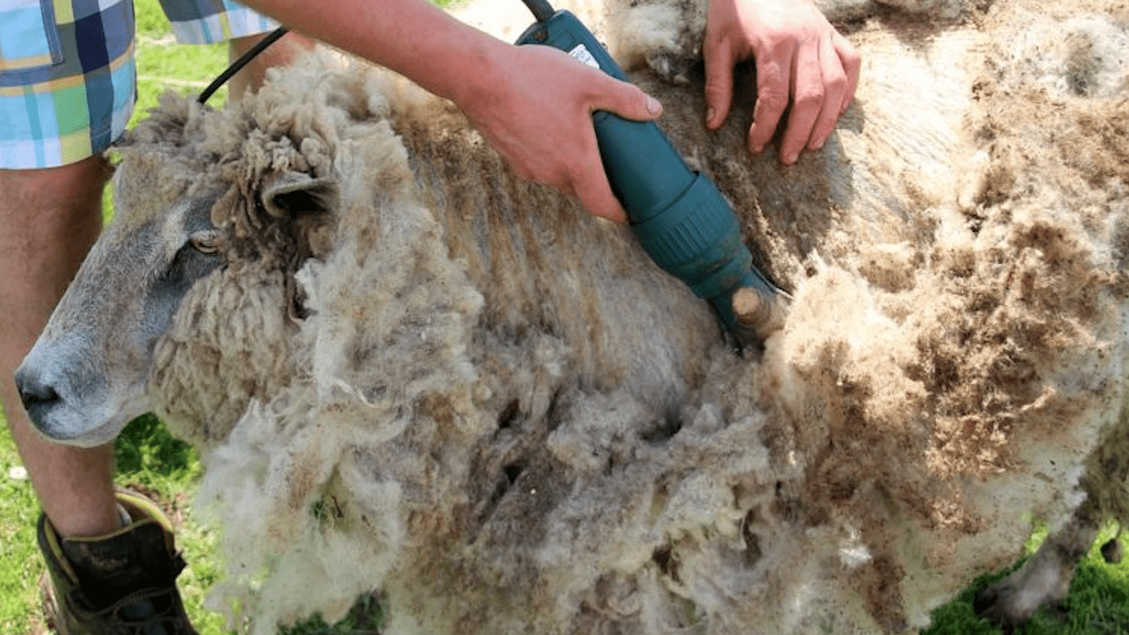 sheep shearing day san ramon_bay area_800x450