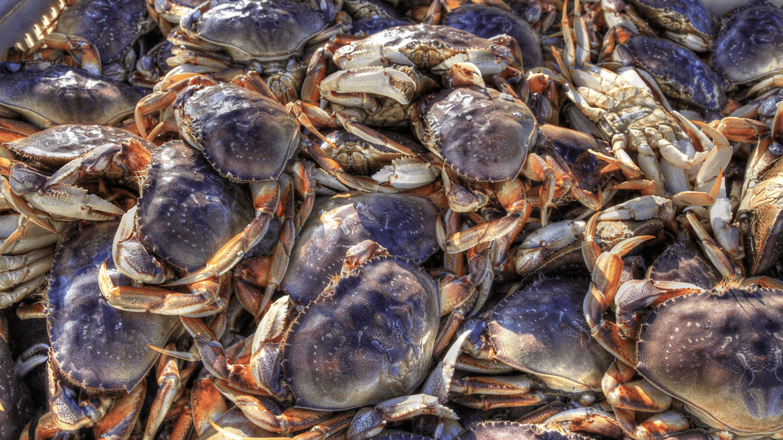 Sonoma Coast, Sea food