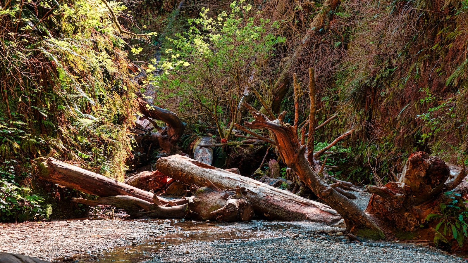 fern canyon_redwood state and national park_800x450_venti views