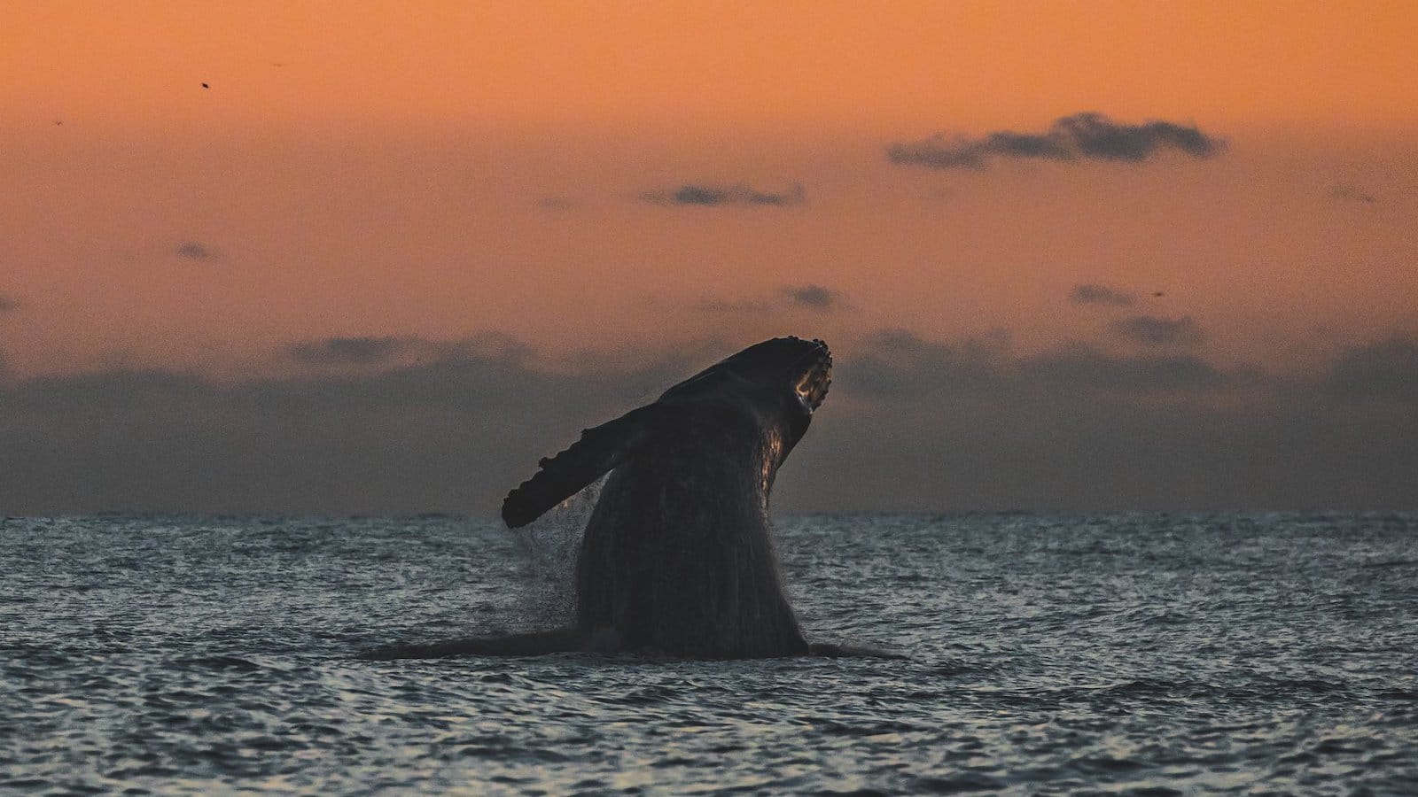 Discovery Whale Watch-Monterey-Outdoor Adventures-credit @DiscoveryWhaleWatch-1600x900
