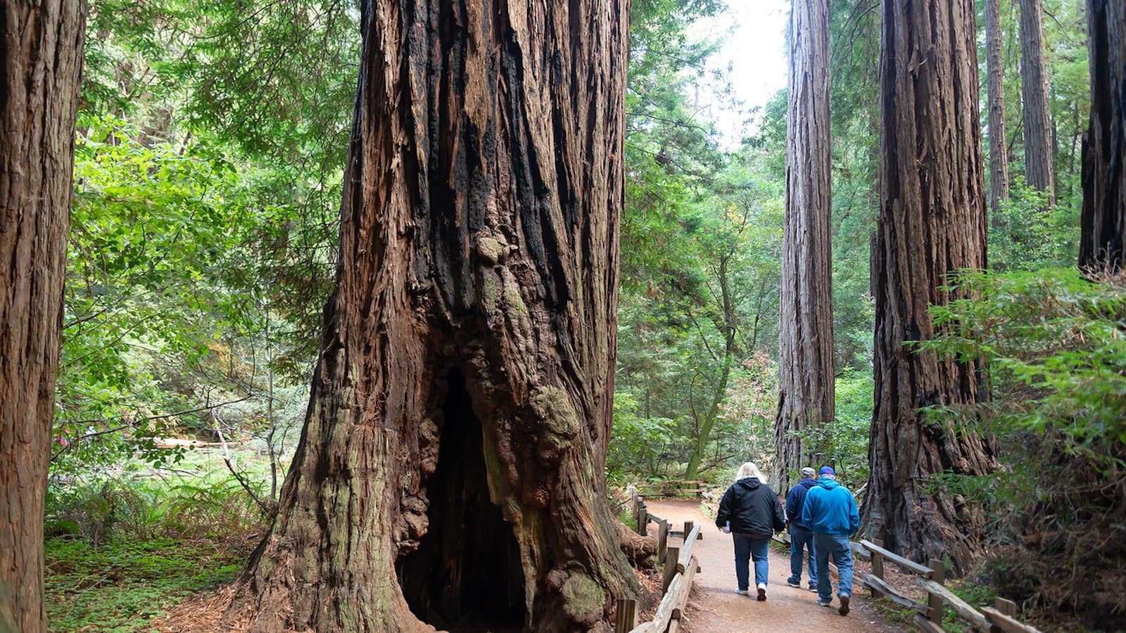 Muir Woods National Monument-Sonoma-Top Activities-credit NPS Image-1600x900