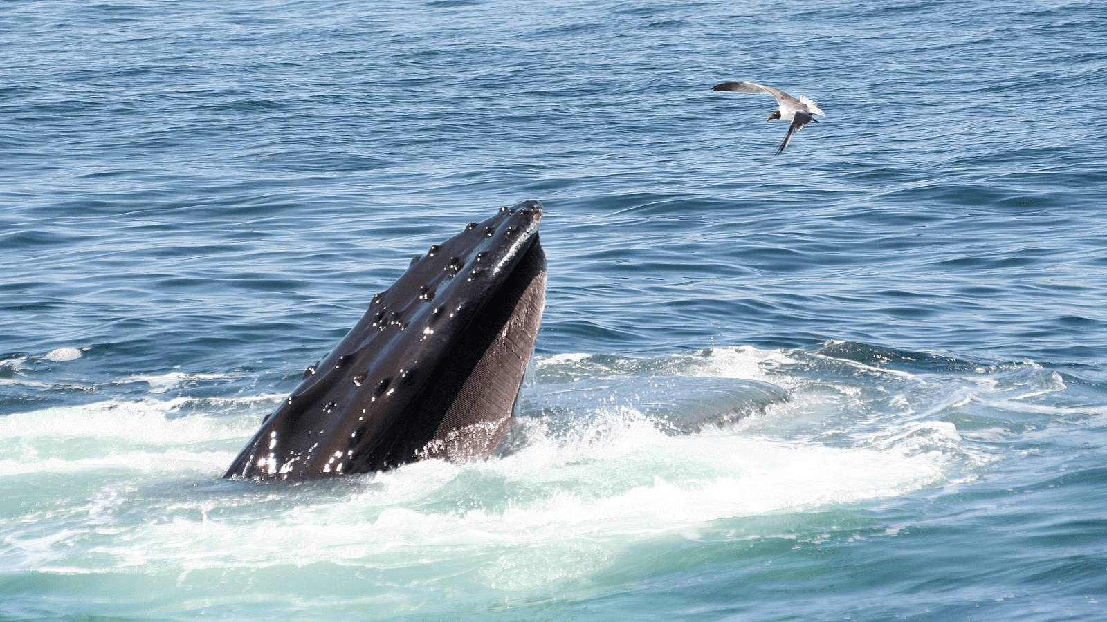 best-snorkeling-maui-humpback-whale-800x450-Henrik-Dreisler