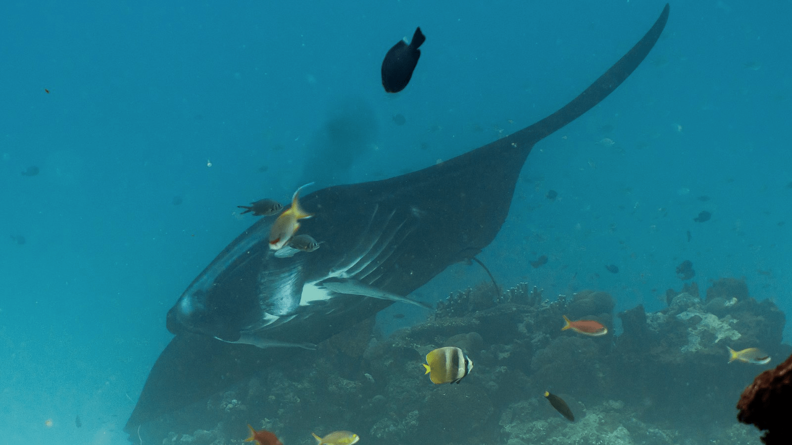best-snorkeling-big-island-manta-ray-800x450-richard-zerpe