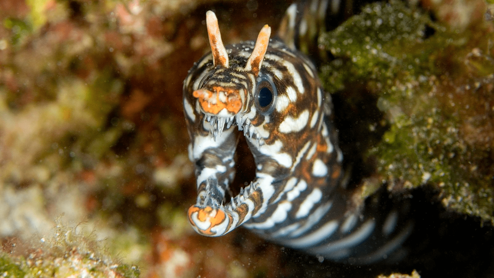 best-scuba-diving-kauai-dragon-moray-eel-800x450-Greg McFall/NOAA