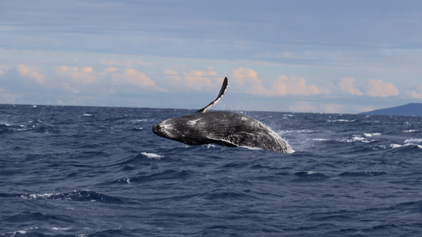 whale breaching hawaii_800x450_Joshua Sukoff