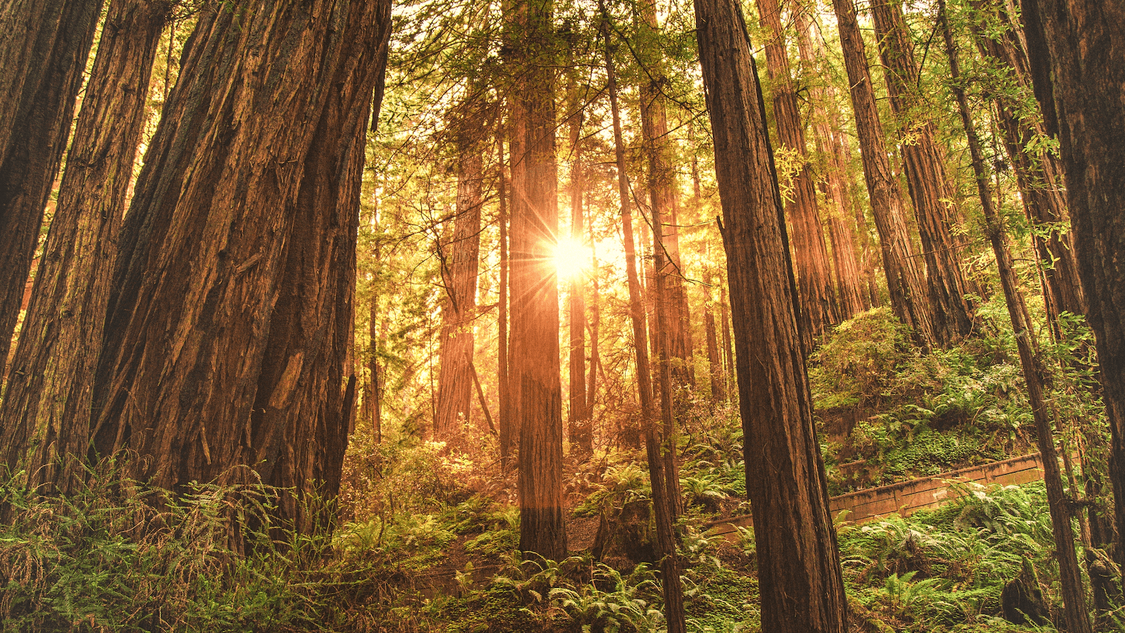muir woods_bay area_800x450_Billy Huynh