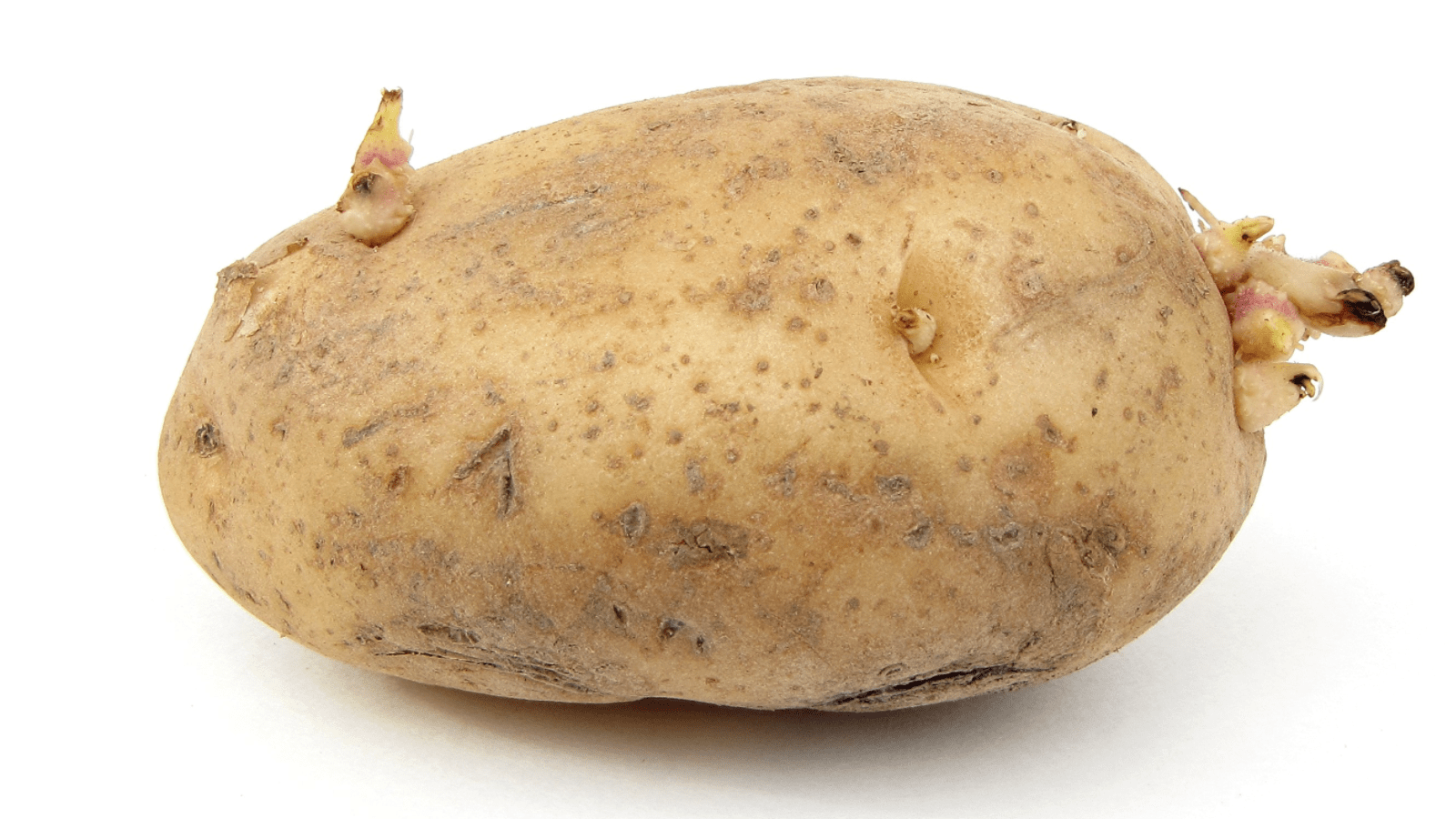 California White Potato