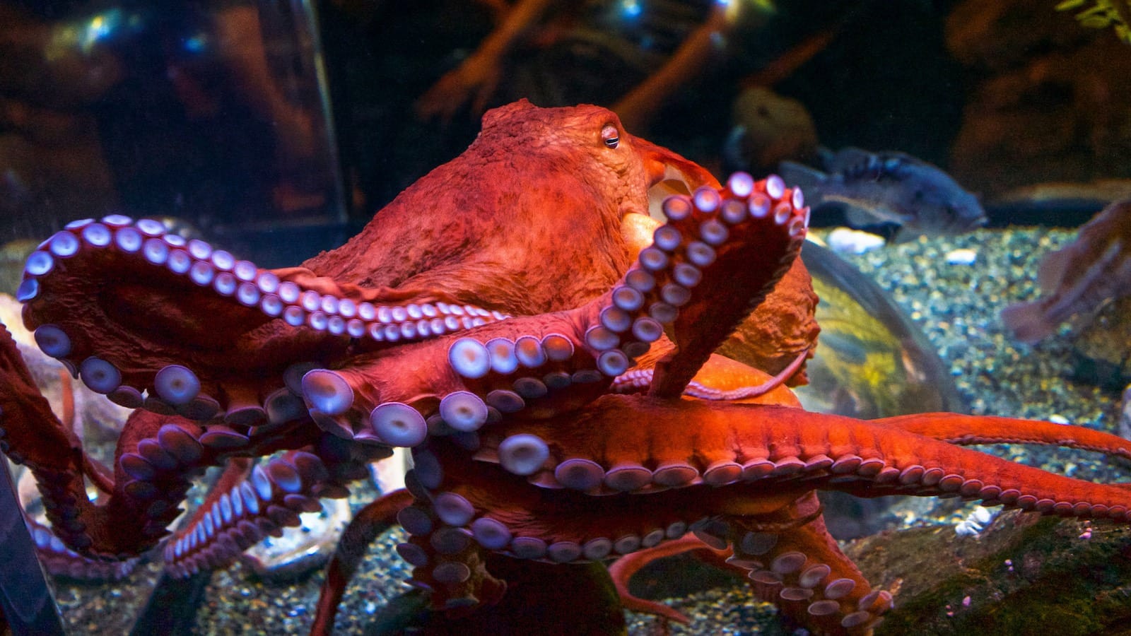 GiantPacificOctopus_Native_1600x900_AOTB (1)