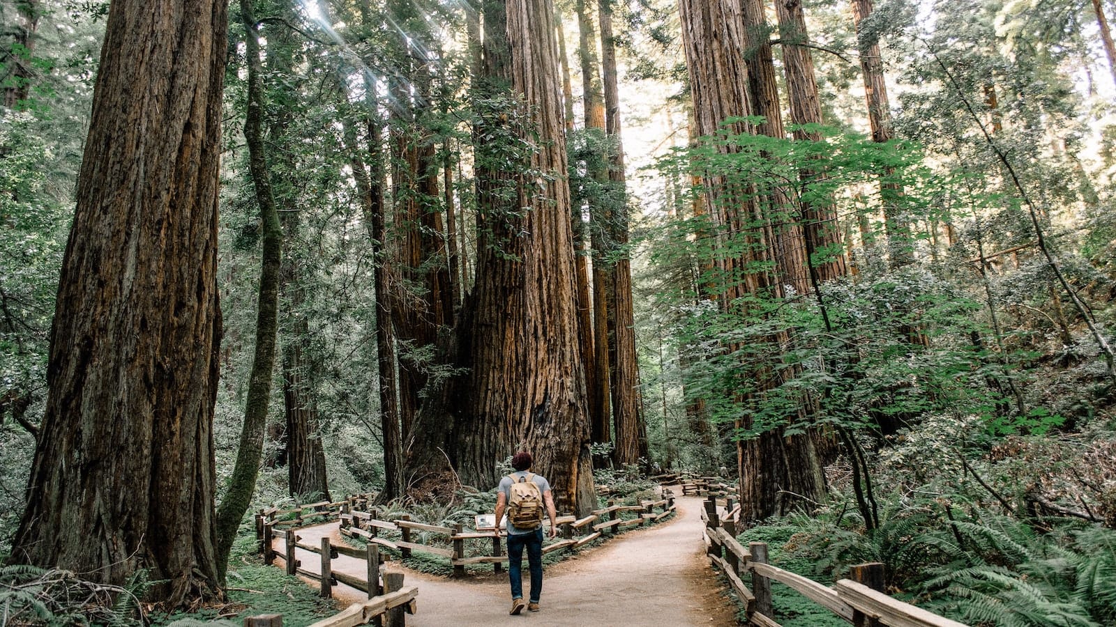 Muir Woods National Monument-Bay Area-August-credit Caleb Jones via unsplash-1600x900