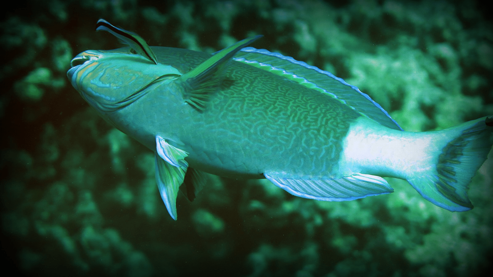 best-snorkeling-maui-kapalua-beach-parrotfish-800x450-pooja-rathod