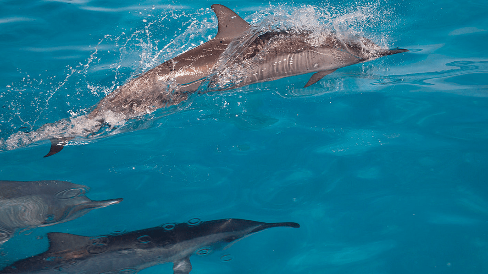best-snorkeling-big-island-hawaii-spinner-dolphins-800x450-andy-collins-noaa