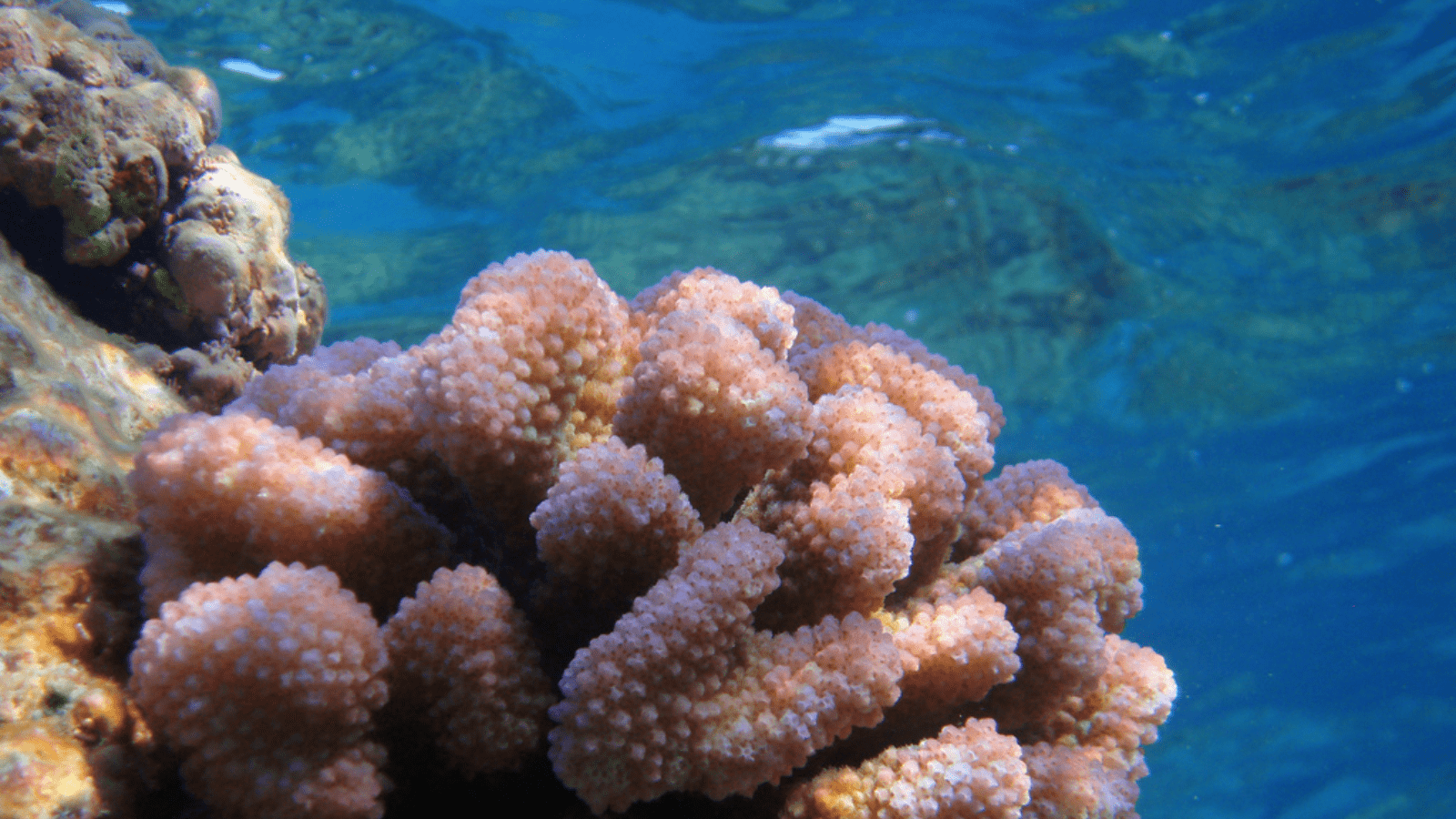 best-scuba-diving-kauai-cauliflower-coral-800x450-Mark Sullivan/USFWS