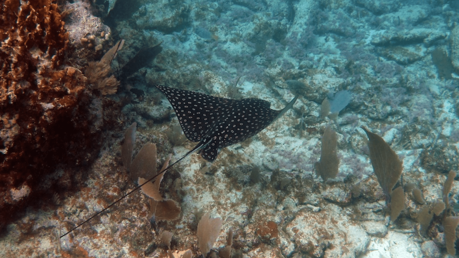 best-scuba-diving-oahu-spotted-eagle-ray-800x450