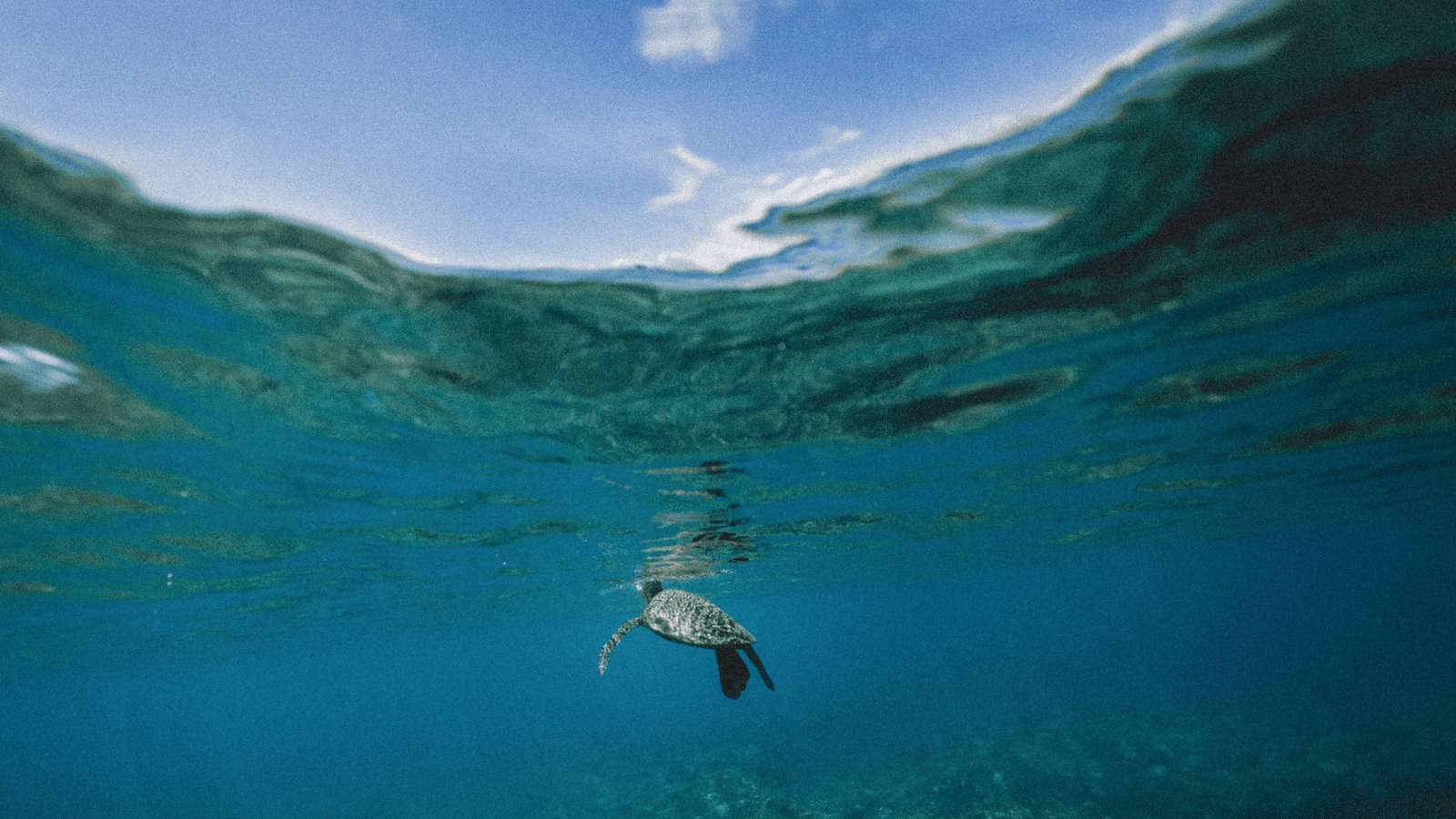 best-scuba-diving-maui-turtle-800x450-jakob-owens