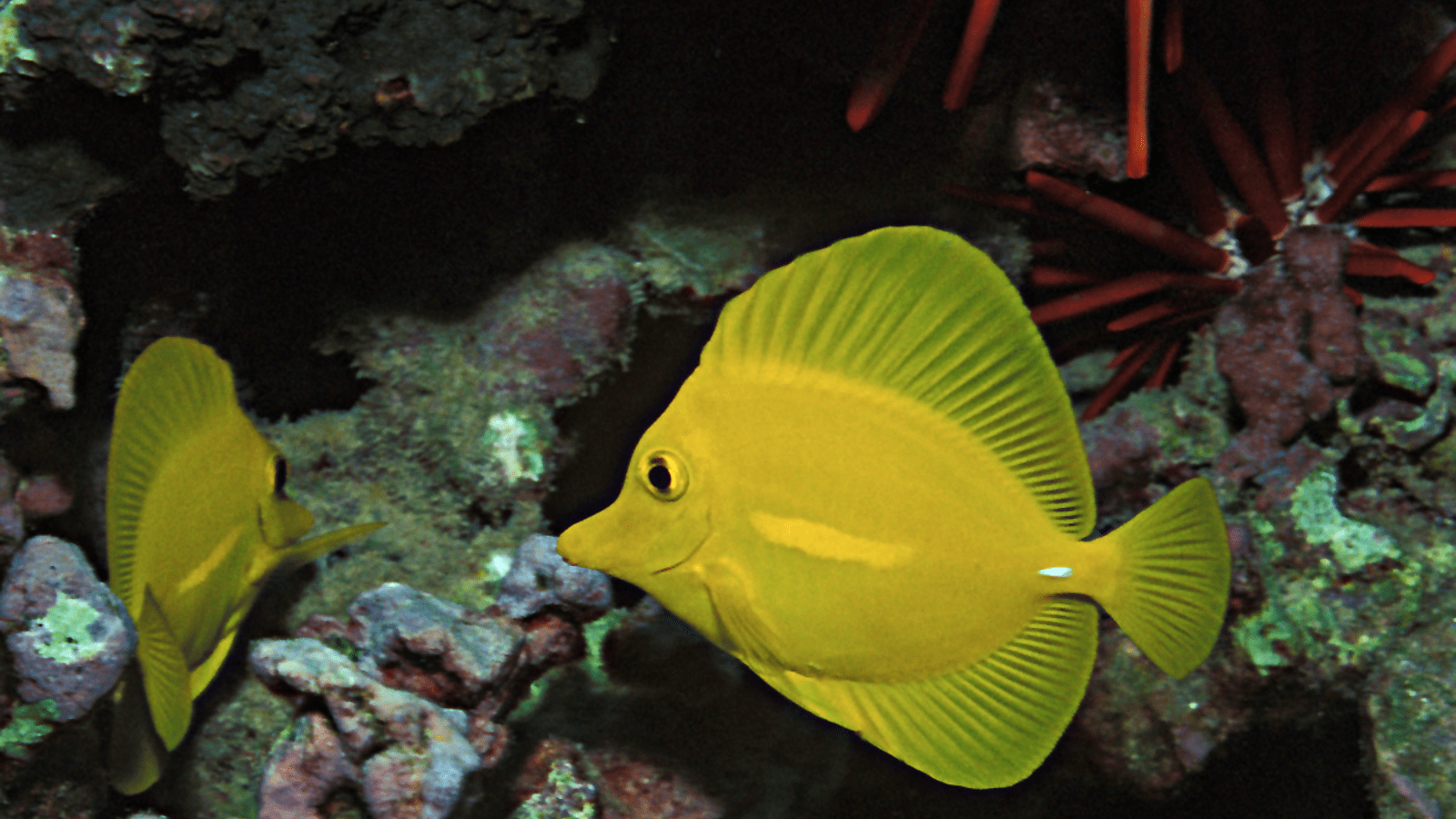 yellow tang_snorkeling_800x450_Jacopo Werther