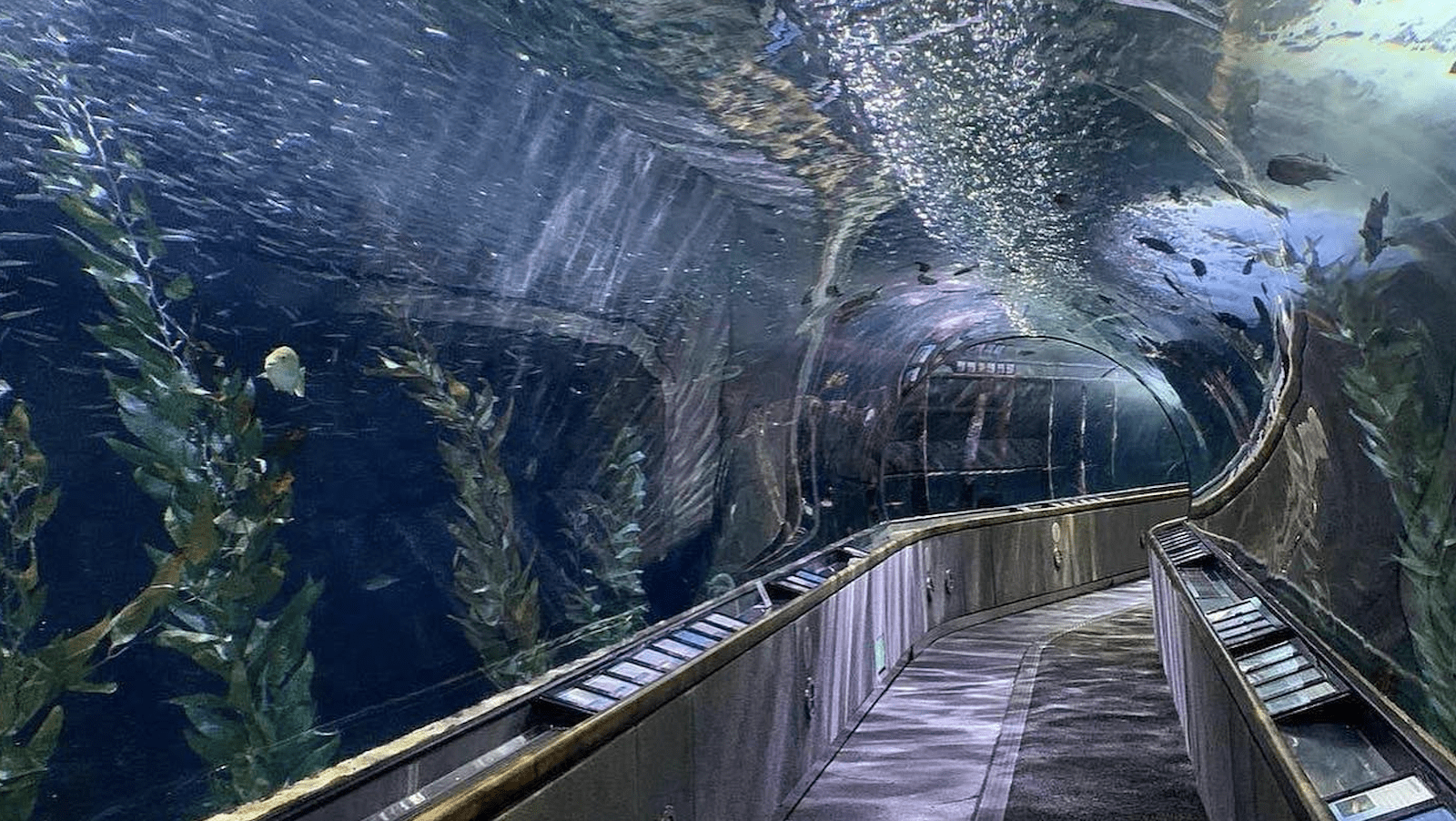 Aquarium of the Bay-SF-Places to Visit-credit Aquarium of the Bay-800x450
