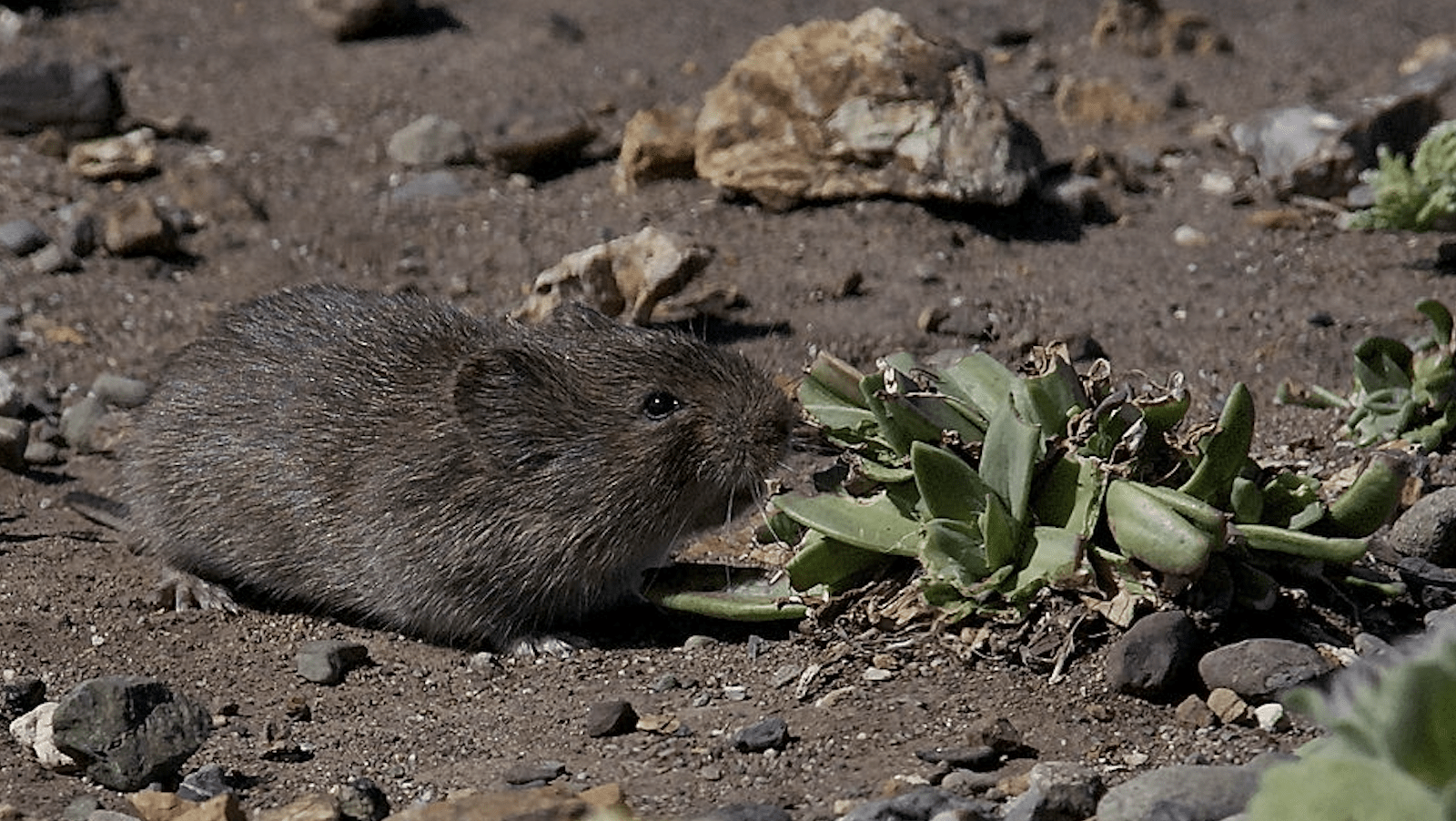 California Vole-NorCal-Animal Tracking-credit WikiCommons-800x450