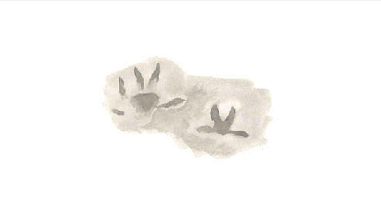 California Vole Tracks-NorCal-Animal Tracking-credit Audrey Towle Illustrations-800x450