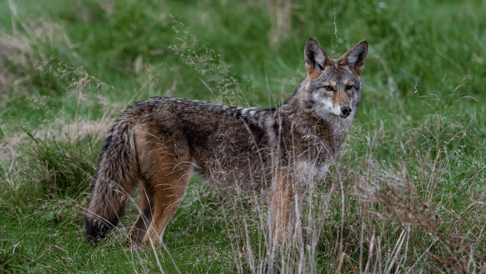 Coyote-NorCal-Animal Tracking-credit Dylan Ferreira:Unsplash-800x450