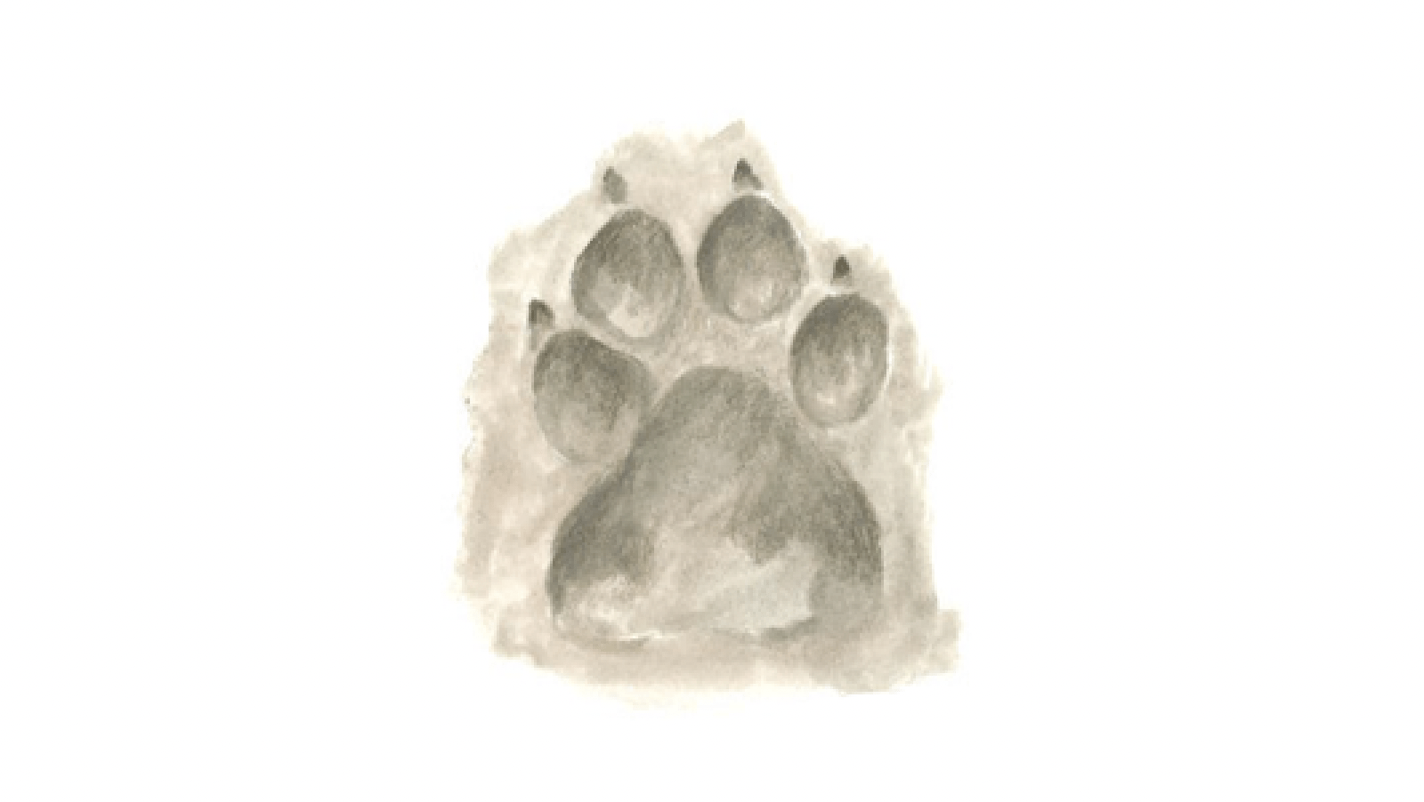 Coyote Tracks-NorCal-Animal Tracking-credit Audrey Towle Illustrations-800x450