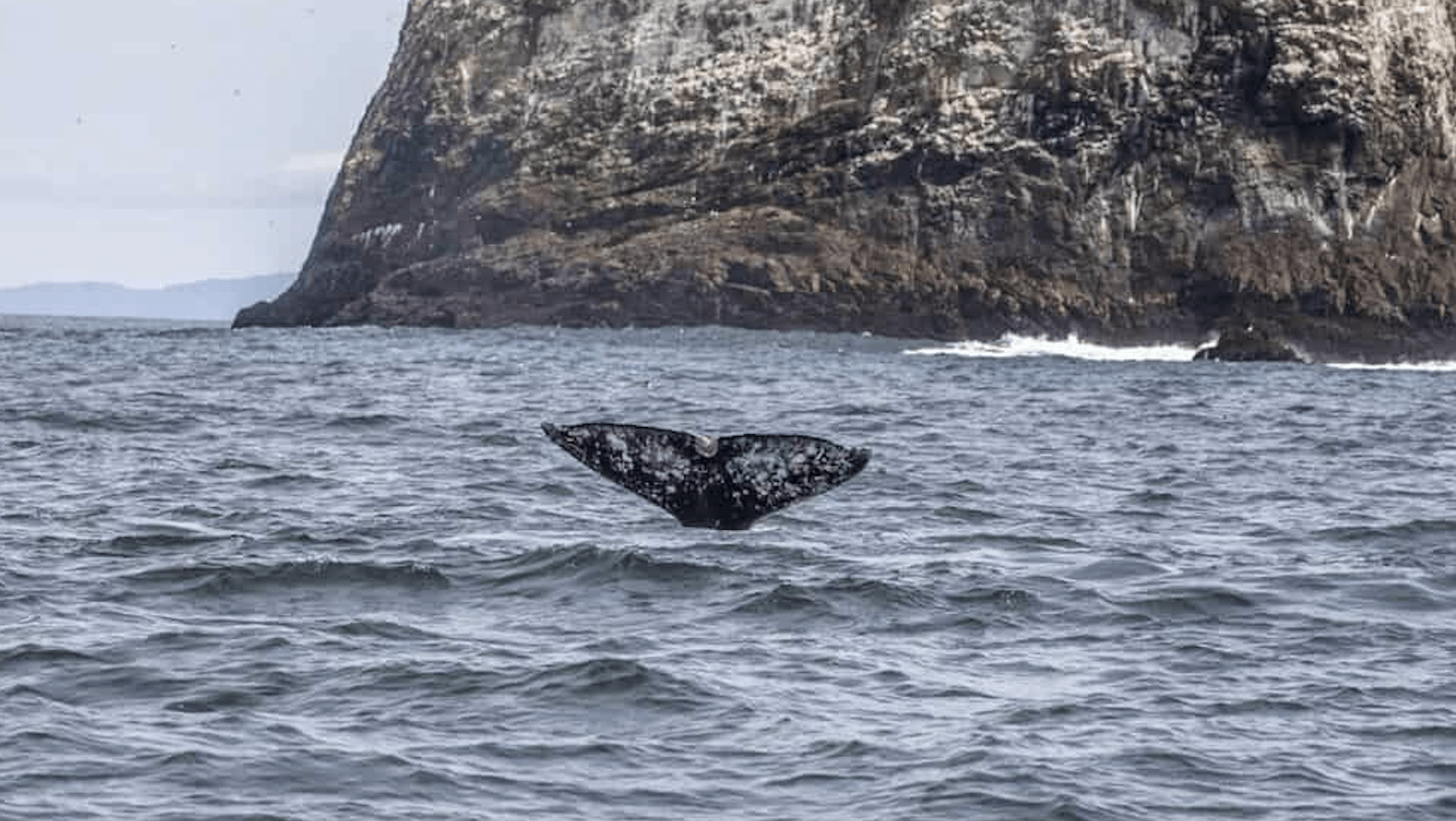 Gray Whale Flukes-Farallon Islands-credit Rhys Watkins Photography-800x450