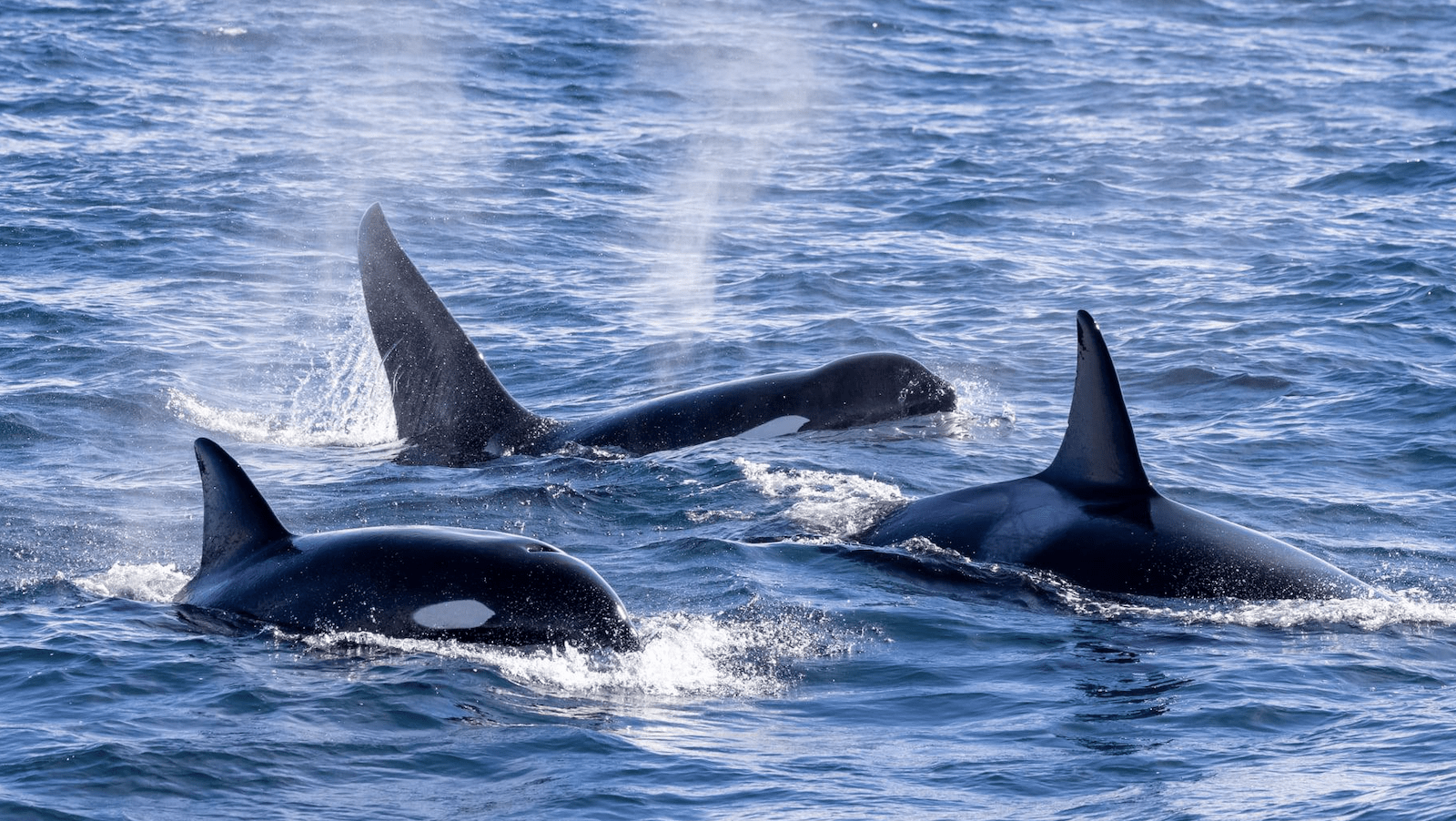 Killer Whales-NorCal-Whale Glossary-credit Monterey Bay Whale Watch-800x450