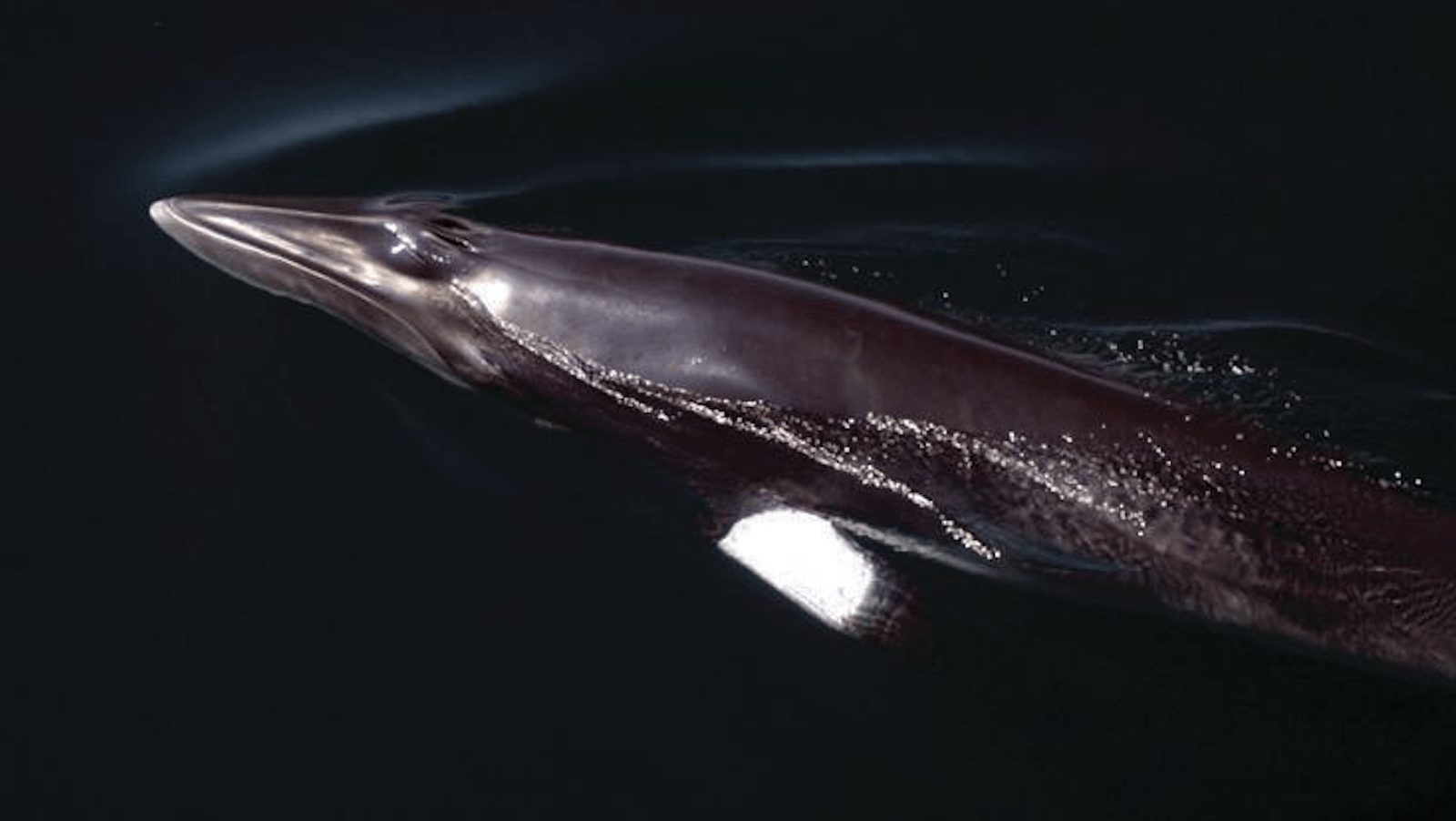 Minke Whale-NorCal-Whale Glossary-credit NOAA:Whale and Dolphin Conservation Society-800x450