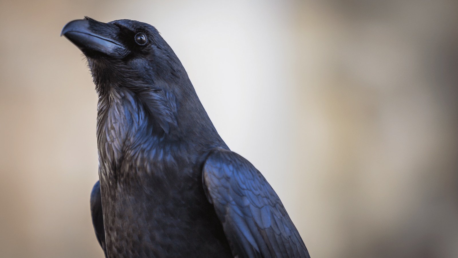 Raven-NorCal-Animal Tracking-credit John Cobb:Unsplash-800x450
