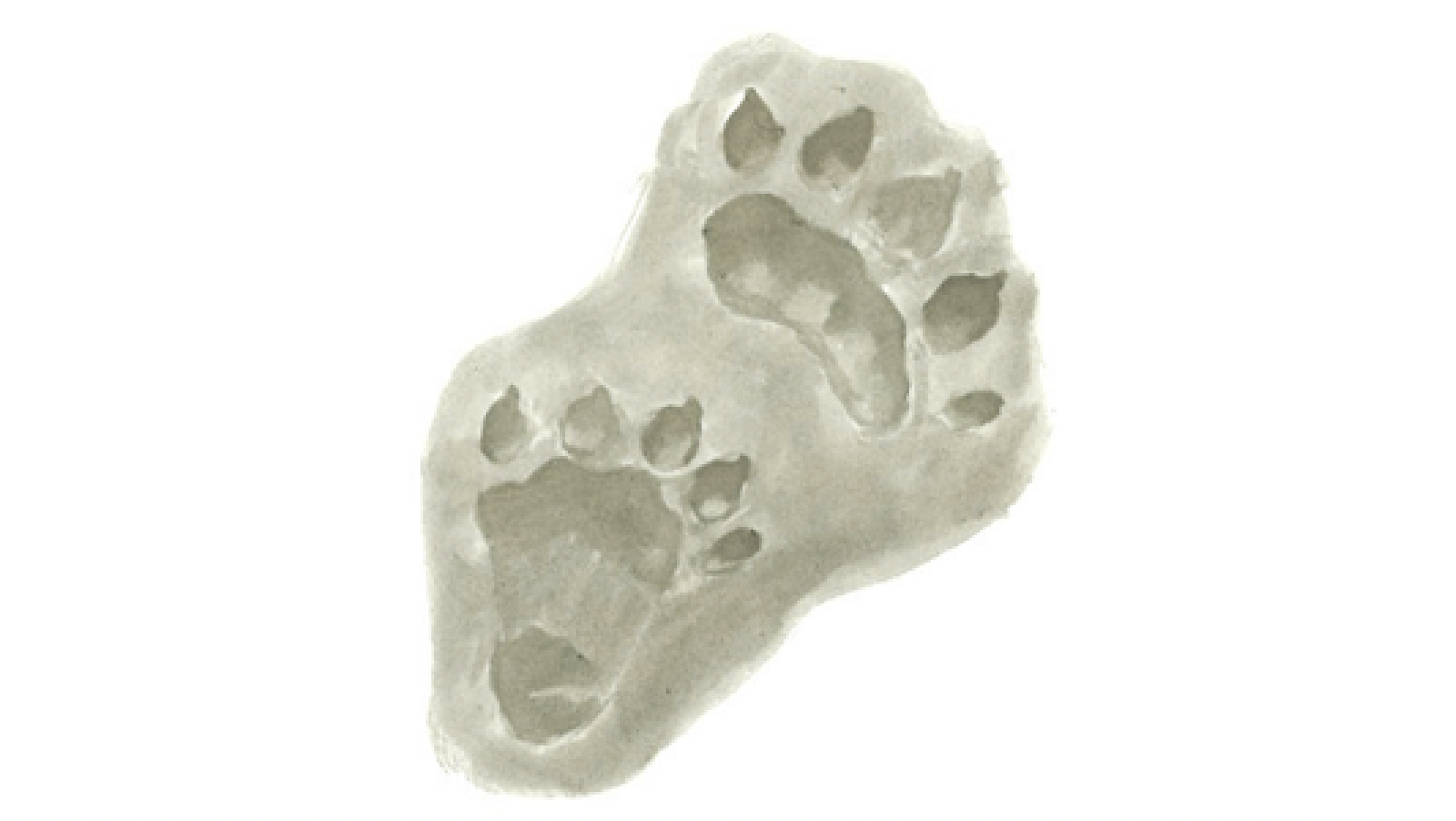 River Otter Tracks-NorCal-Animal Tracking-credit Audrey Towle Illustrations-800x450