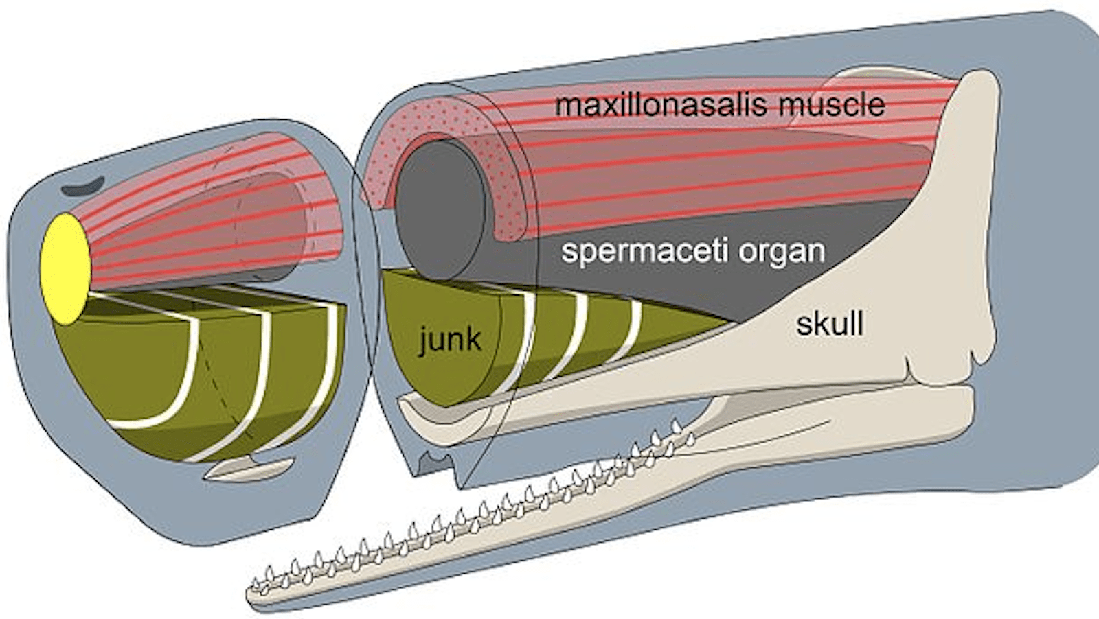 Spermaceti Whale Head Anatomy-Whale Facts-credit WikiCommons-800x450