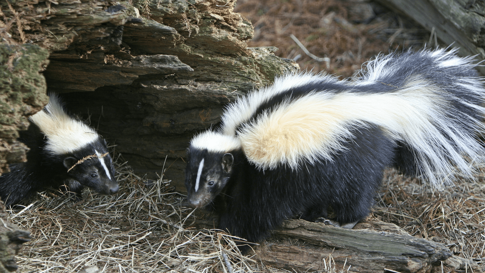 Striped Skunk-NorCal-Animal Tracking-credit Bryan Padron:Unsplash-800x450