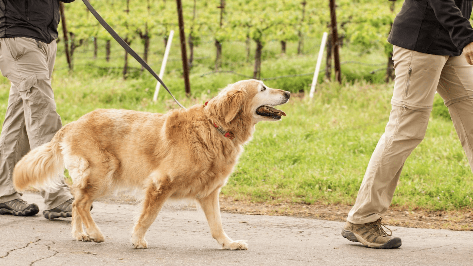 wine country, things to do sonoma, dog friendly