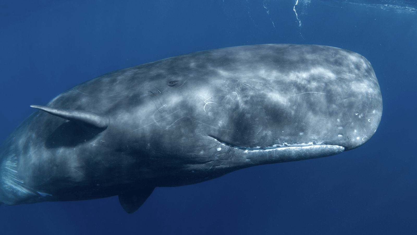 Sperm Whale-Hawaii-Whale Glossary-credit NOAA-800x450