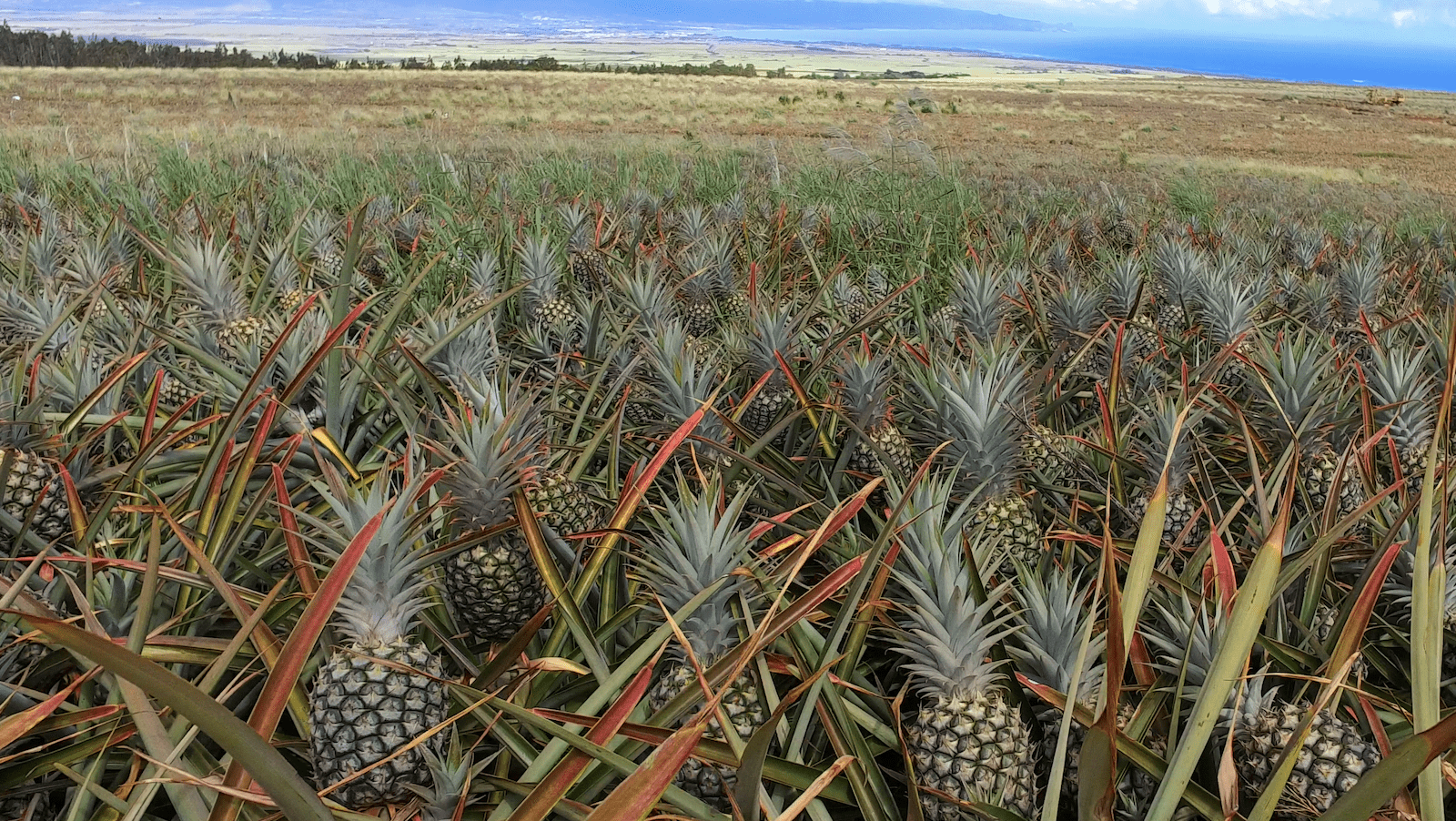Pineapples-Shop-Made in Maui-credit Maui Gold-800x450