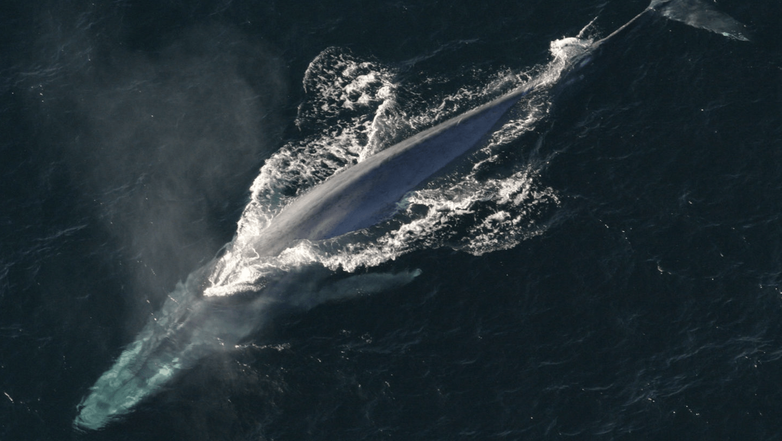 Blue Whale-NorCal-Whale Glossary-credit NOAA-800x450