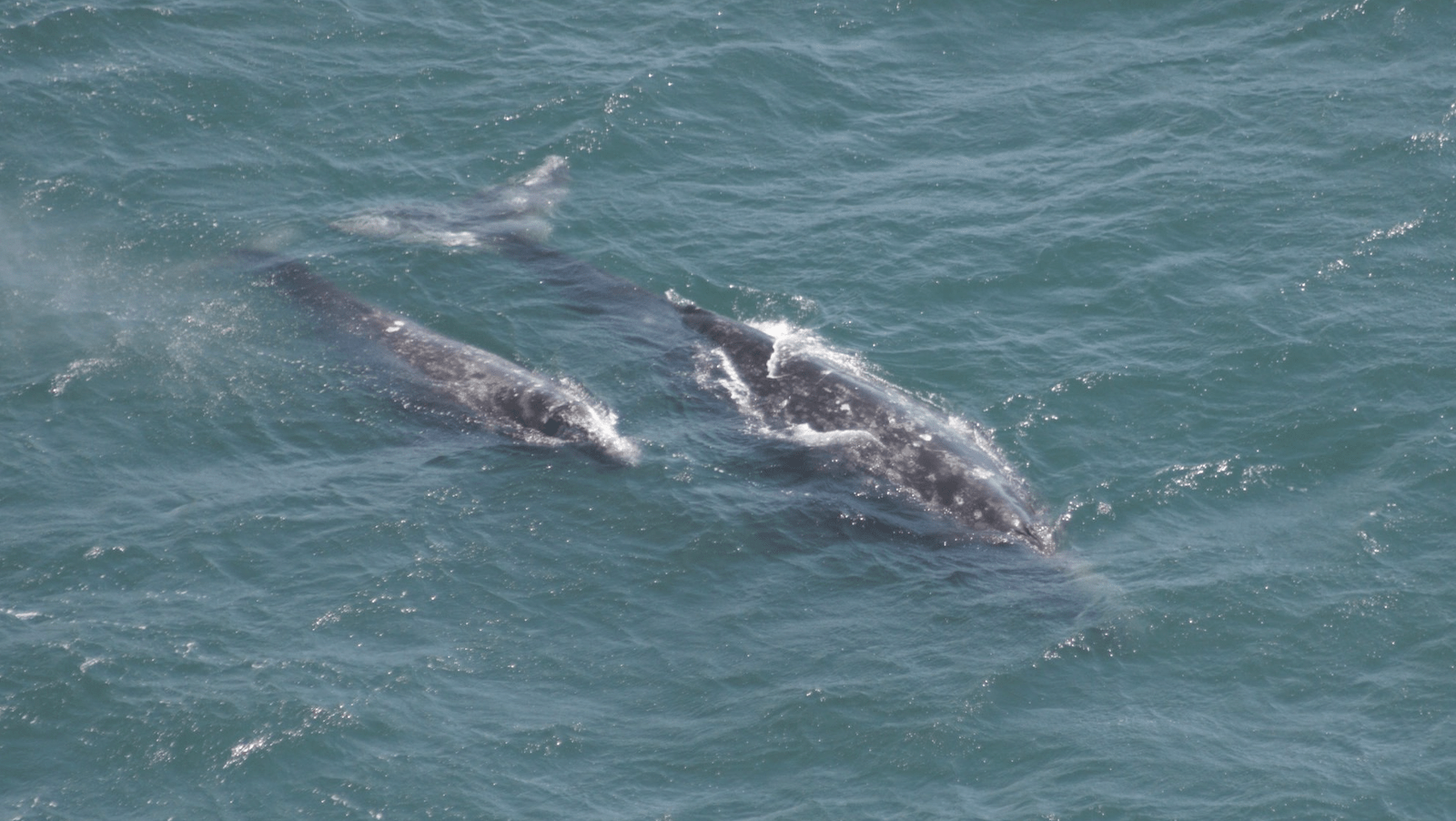 Gray Whale Pod-credit Point Reyes National Seashore-800x450