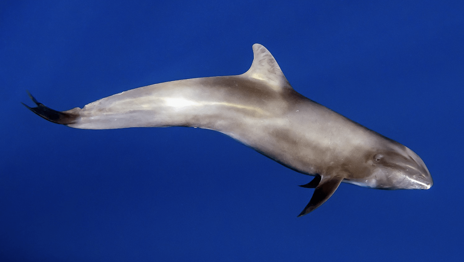 Melon-Headed Whale-Hawaii-Whale Glossary-credit WikiCommons-800x450