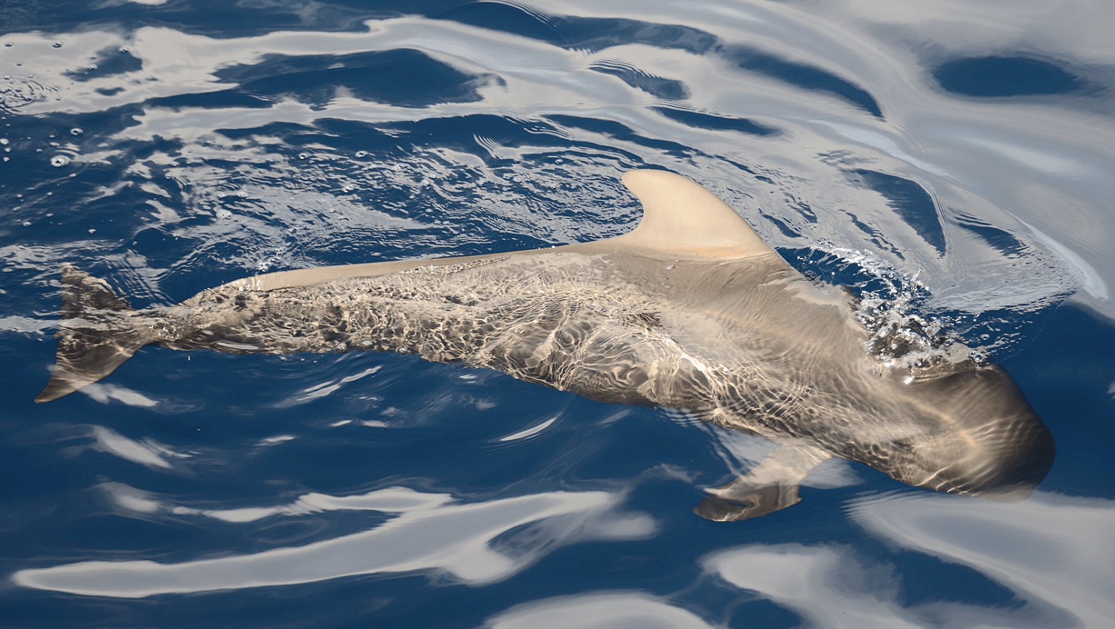Short-Finned Pilot Whale-Hawaii-Whale Glossary-credit WikiCommons-800x450