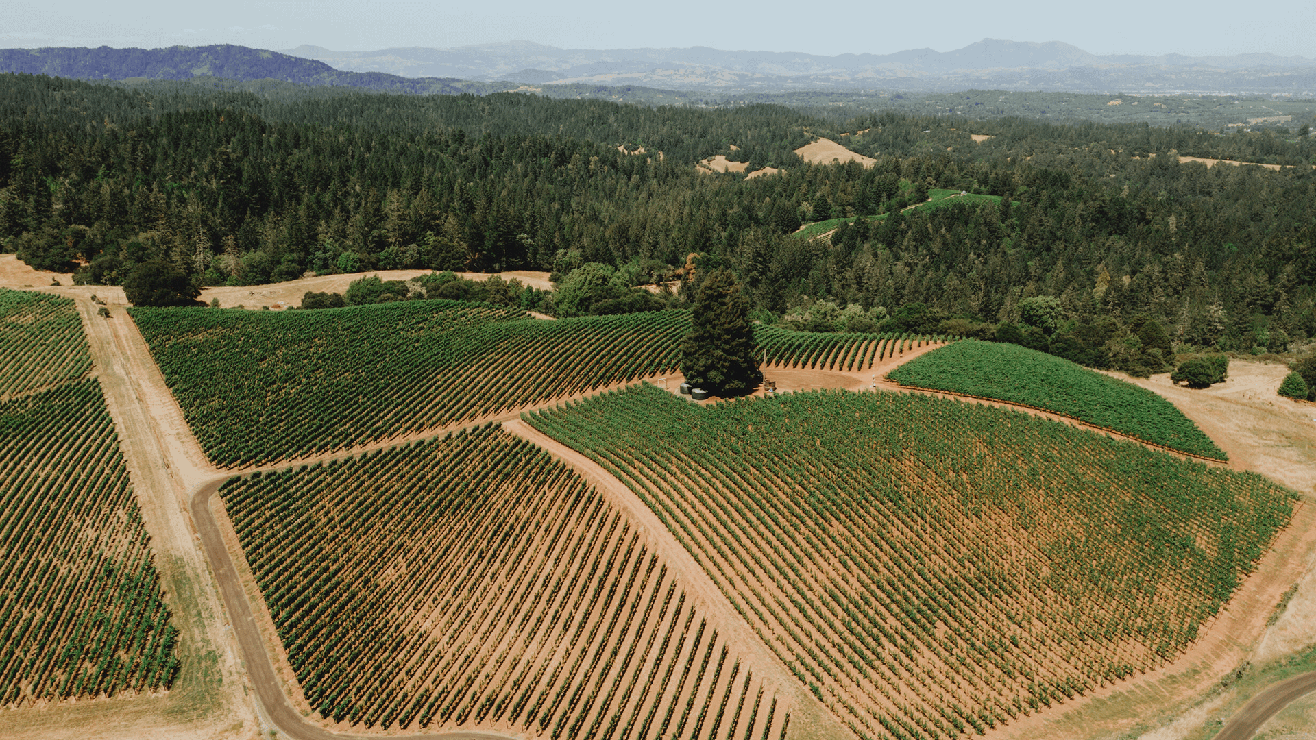 Chenoweth Wines, Sebastopol, Sonoma County Wineries