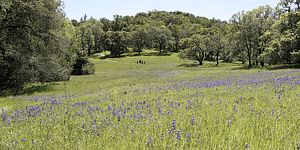 Bouverie Preserve_norcal wildflowers_feature image_800x400_audubon canyon ranch