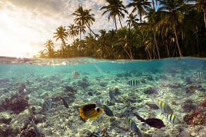 underwater-scene-with-reef-and-tropical-fish-small.jpg