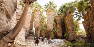 do_cali_indigenous travel_Andreas Canyon at Agua Caliente_feature image_800x400_photo, Max Whittaker)